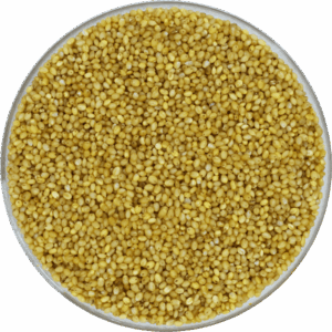Foxtail Millet