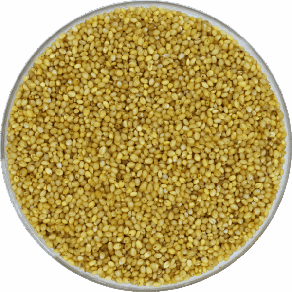 Foxtail Millet