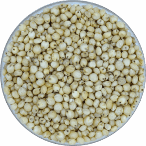 Jowar Sorghum