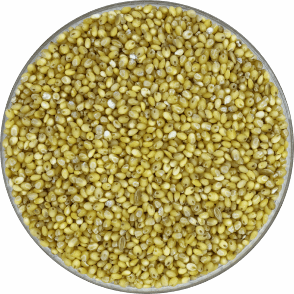 Proso Millet