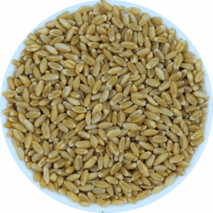Wheat