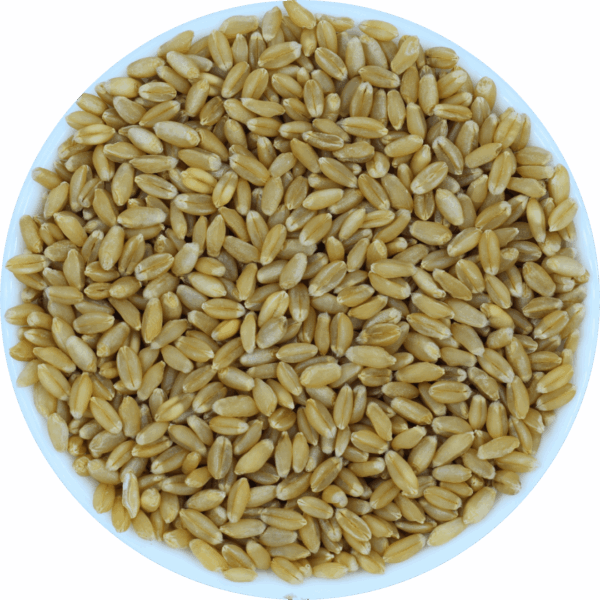 Wheat